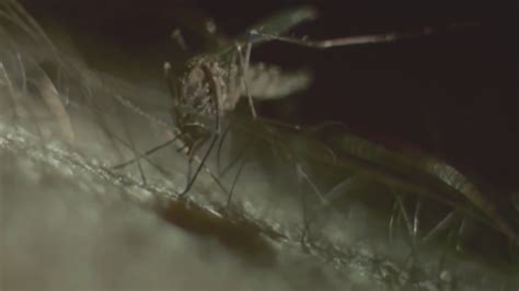 Wet spring could lead to more mosquitos along the Front Range